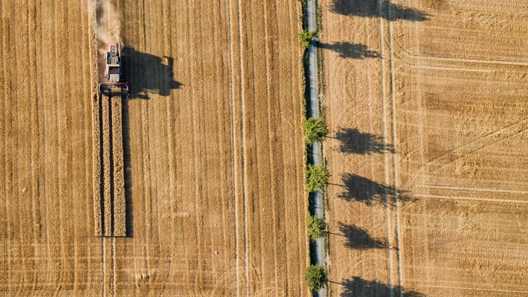 Ein Mähdrescher fährt über ein Getreidefeld: Dürre bringt einige Landwirte in Schwierigkeiten.