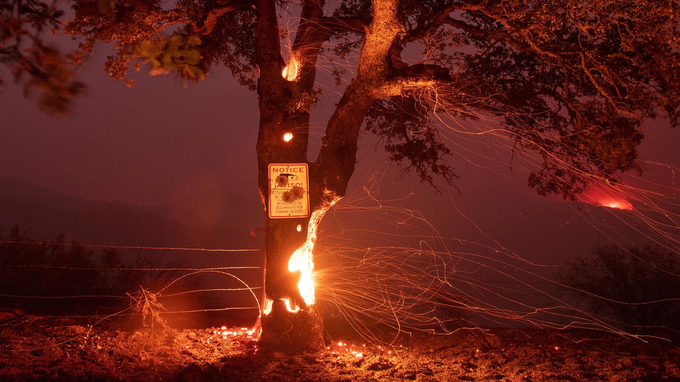 Das Innere eines Baumes brennt während der Waldbrände in Clearlake Oaks in Kalifornien. Seit Wochen wüten an verschiedenen Orten in Kalifornien schwere Waldbränden.