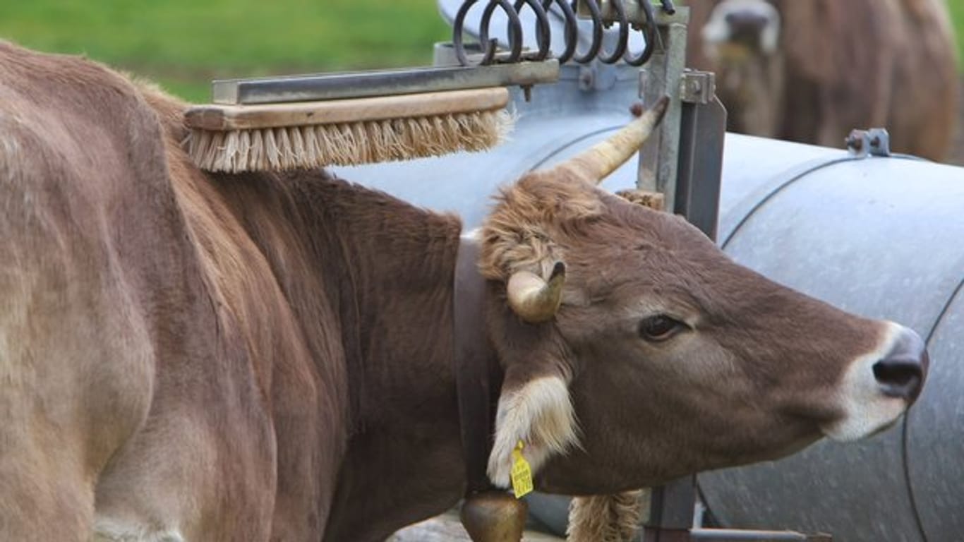 Kuhbürsten sind ein wichtiges Utensil für Kühe und tragen dazu bei, dass sie sich wohl fühlen.