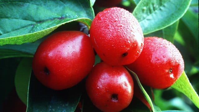 Aus Kornelkirschen lassen sich Marmelade, Gelee oder Likör herstellen. Aus Kornelkirschen lassen sich Marmelade, Gelee oder Likör herstellen.