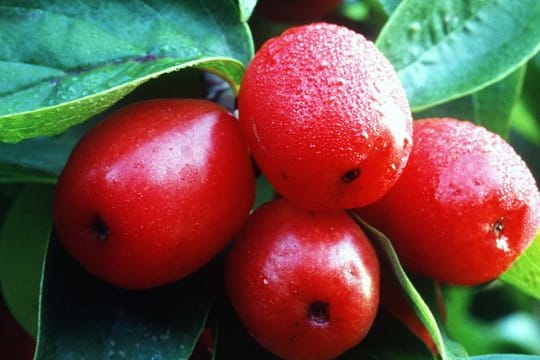 Aus Kornelkirschen lassen sich Marmelade, Gelee oder Likör herstellen.