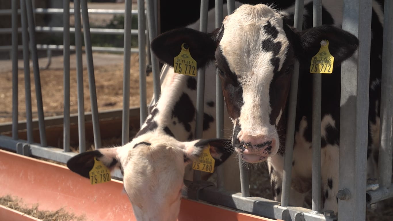 600 Milchkühe leben auf Hof Brodowin. Unter der Hitze leiden die Tiere. Die Dürre macht dem Futter zu schaffen. Dennoch glaubt Landwirt von Maltzan damit über den Winter zu kommen.