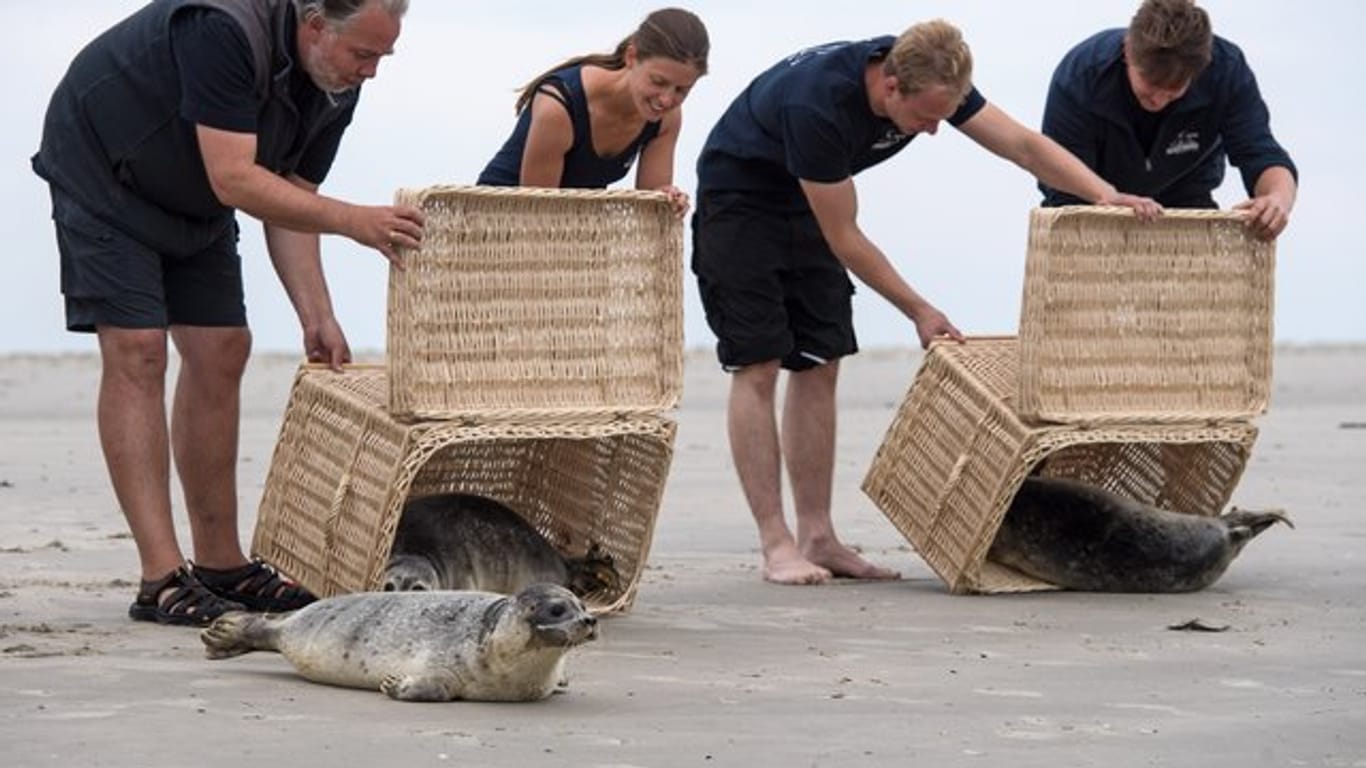 Mit Lea (l-r), Fiete und Störtebeker werden am Strand der ostfriesischen Insel Juist die ersten drei Seehunde an der niedersäschsischen Nordseeküste aus ihren Körben in die Freiheit entlassen.