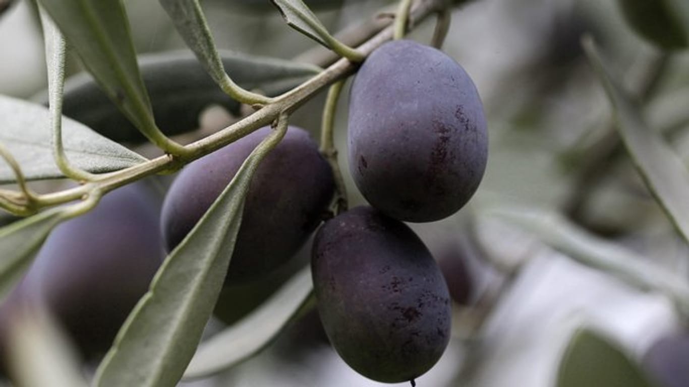 Oliven verfärben sich mit zunehmender Reife von rötlich-braun bis zu dunkelviolett-schwarz.