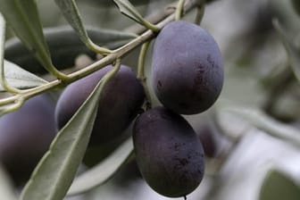 Oliven verfärben sich mit zunehmender Reife von rötlich-braun bis zu dunkelviolett-schwarz.