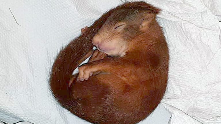 Eichhörnchen Pippilotta schläft: Das Jungtier hat sich bei seiner Verfolgungsjagd verausgabt.