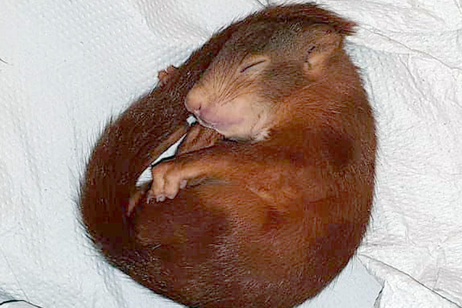Eichhörnchen Pippilotta schläft: Das Jungtier hat sich bei seiner Verfolgungsjagd verausgabt.