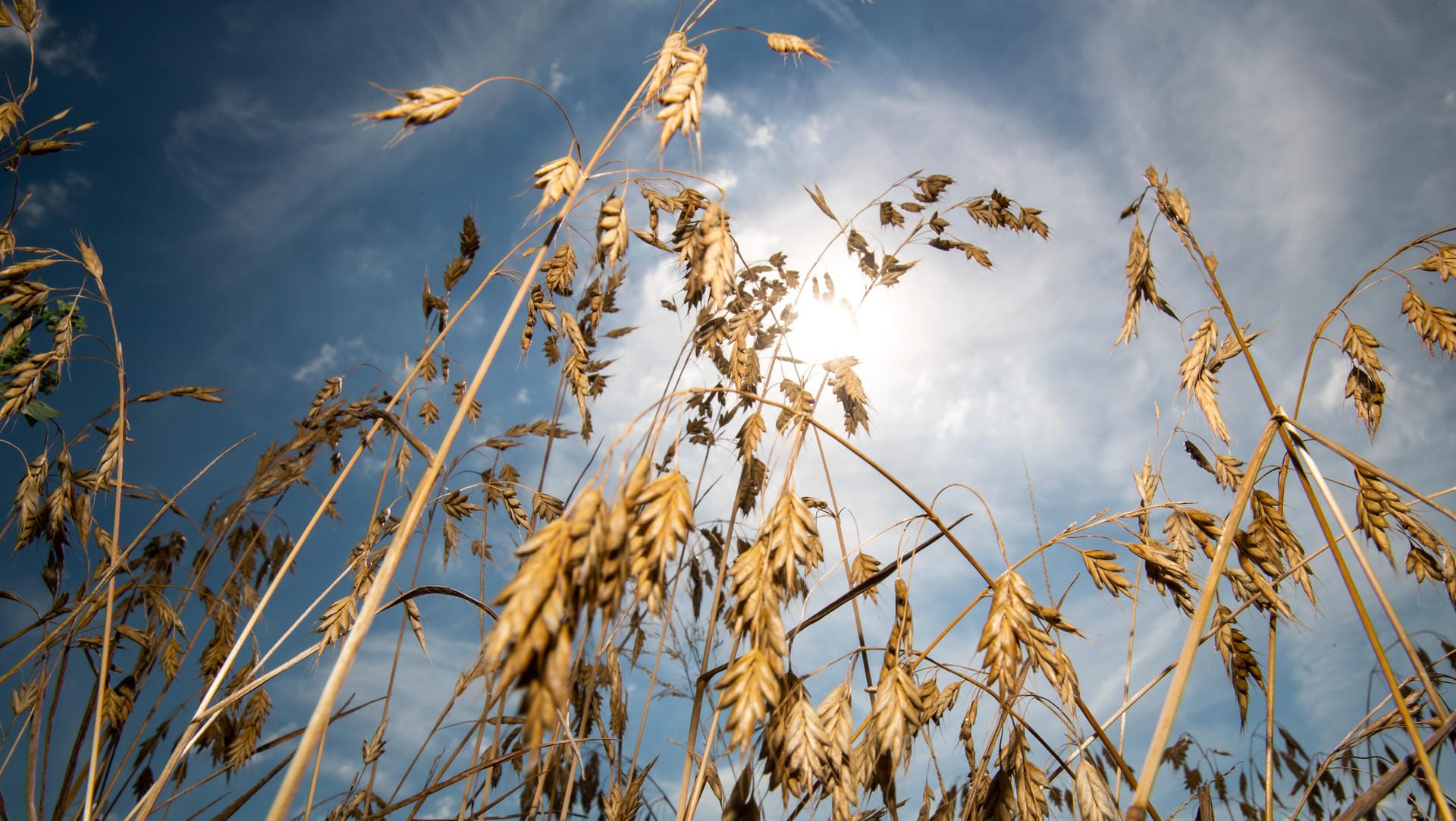 Vertrockneter Sommerweizen auf einem Feld in Bayern: Nothilfen für Landwirte vom Bund gab es zuletzt nach dem Dürre-Sommer 2003.