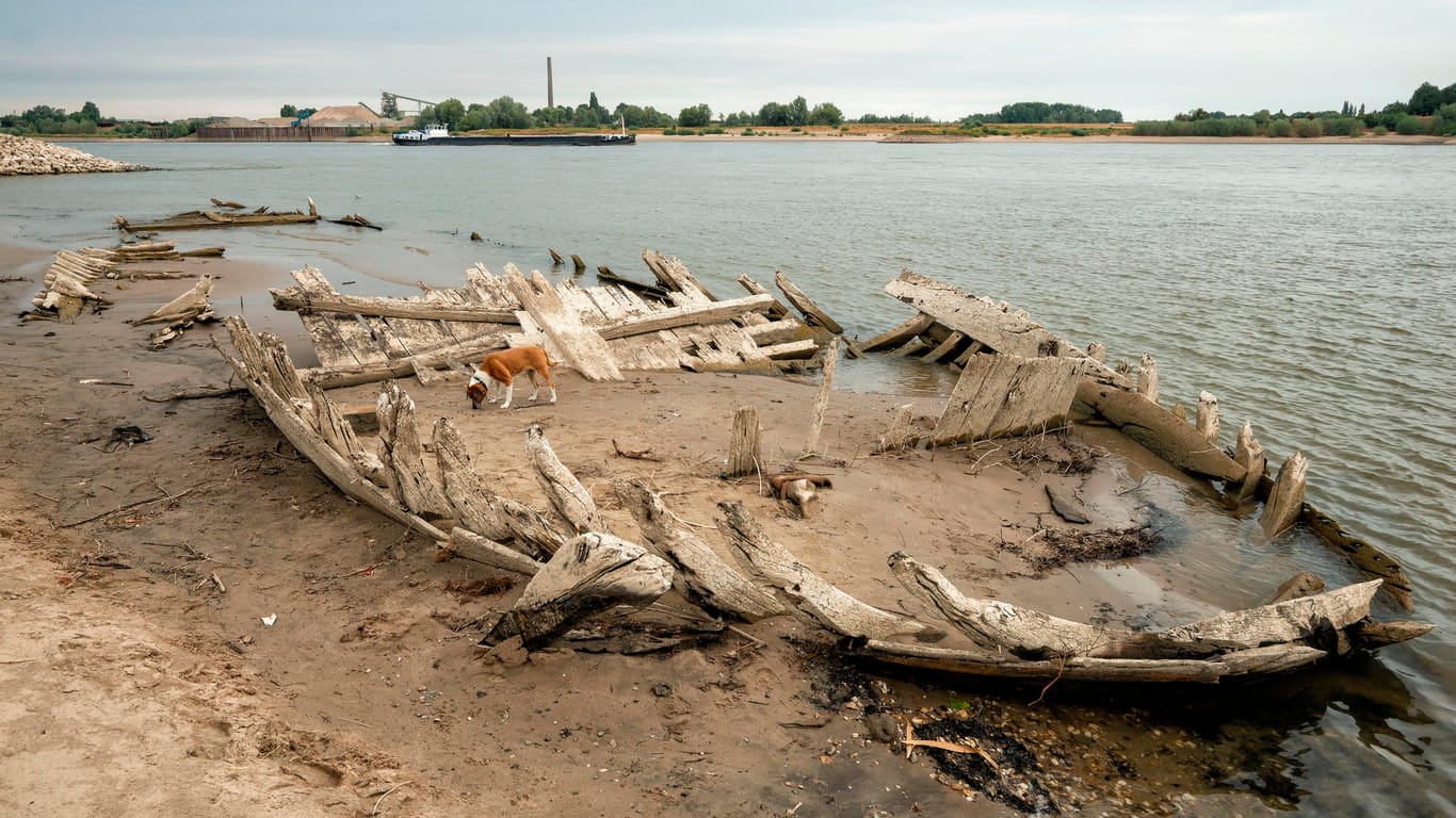 Im linksrheinischen Schenkenschanz an der holländischen Grenze liegt ein Schiffswrack im Rhein: Das Schiff sank vor 123 Jahren als Folge einer Explosion und wird bei Niedrigwasser sichtbar. Hund Hummel inspiziert das Wrack.