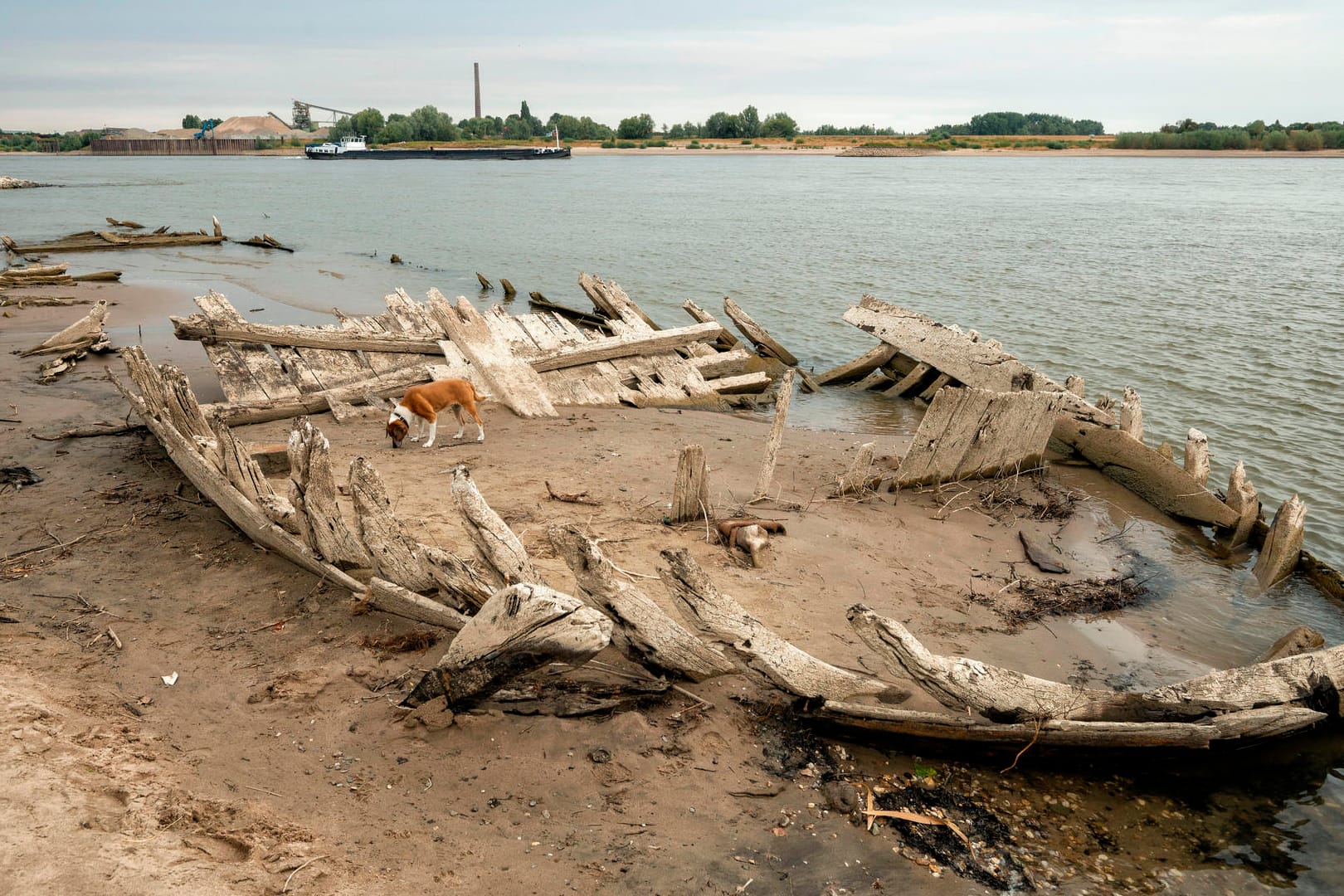 Im linksrheinischen Schenkenschanz an der holländischen Grenze liegt ein Schiffswrack im Rhein: Das Schiff sank vor 123 Jahren als Folge einer Explosion und wird bei Niedrigwasser sichtbar. Hund Hummel inspiziert das Wrack.