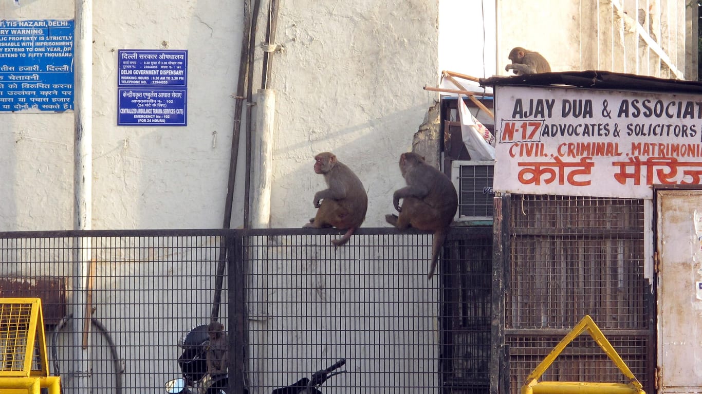 Makaken tummeln sich am Amtsgerichtskomplex: Für die Menschen in der Stadt sind die Affen zu einer Plage geworden.