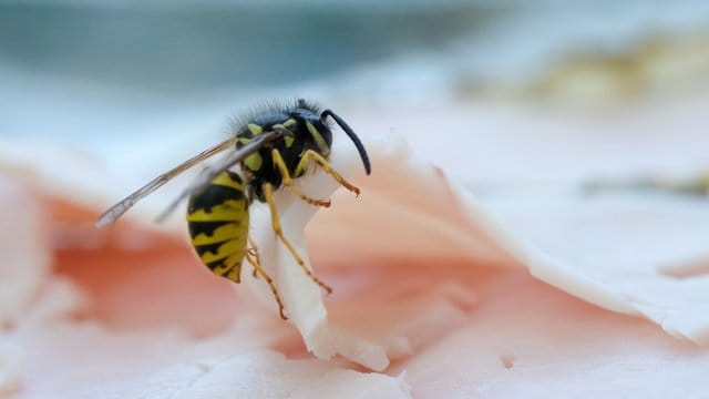 Wespe: Schinken gibt Proteine für den Nachwuchs.