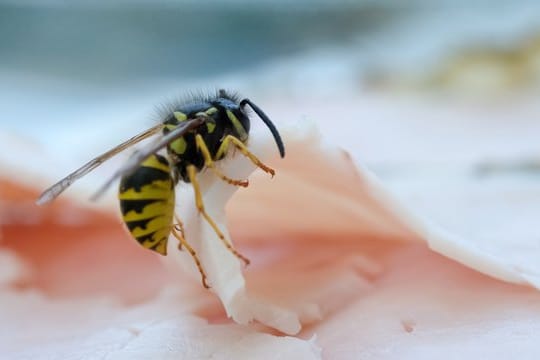 Wespe: Schinken gibt Proteine für den Nachwuchs.