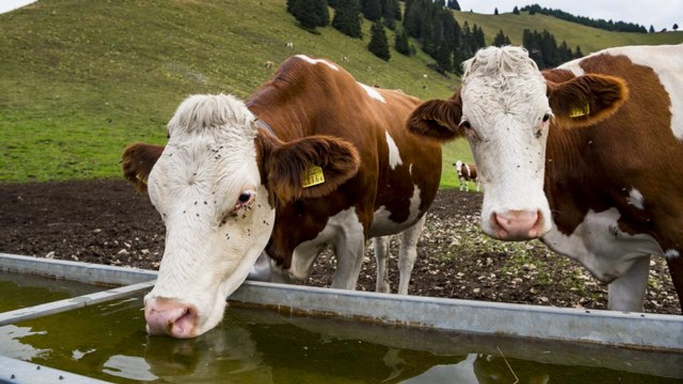 Schweizer Kühe sind angeblich zu schwer und zu groß.