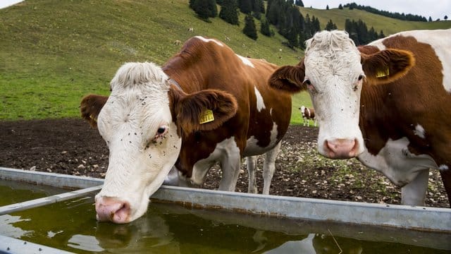 Schweizer Kühe sind angeblich zu schwer und zu groß.