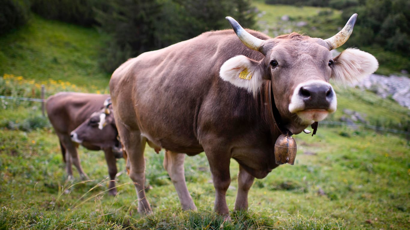Kühe stehen am am Wegrand bei der Kuhalp Fasons: Manche Kühe bringen bis zu 800 Kilogramm auf die Waage – ein Viertel weniger wäre ideal.