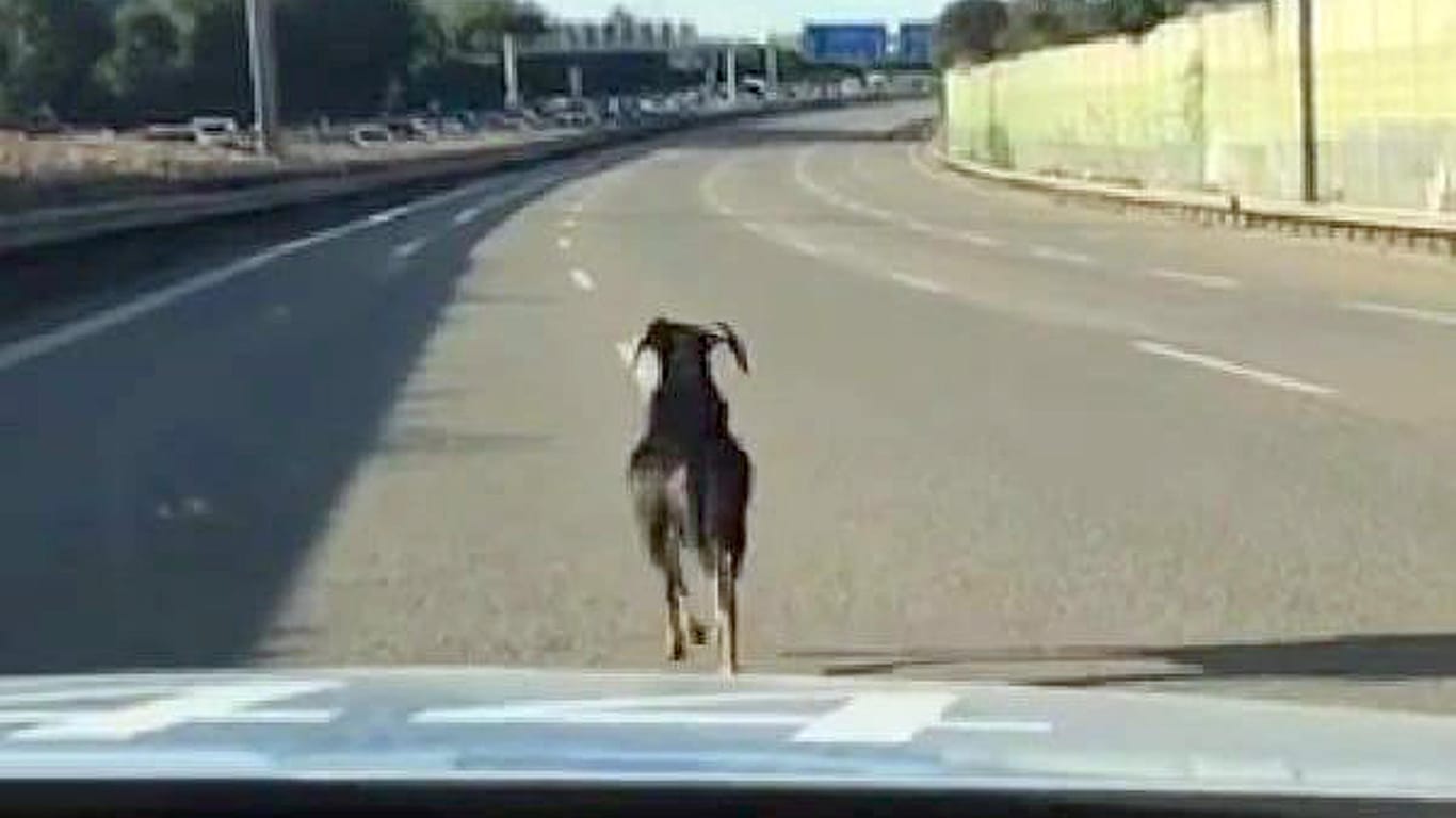 Ein ausgerissener Schafbock wird auf der Autobahn 81 bei Asperg von einem Polizeiwagen verfolgt: Den Beamten gelang es, das Tier in die Enge zu treiben.