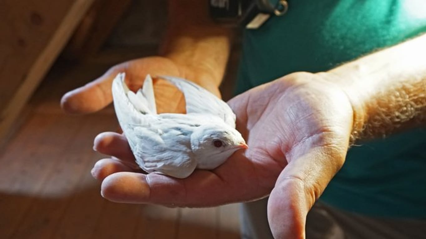 Ein Albino-Mauersegler wurde bei einer der regelmäßigen Nestkontrollen entdeckt.