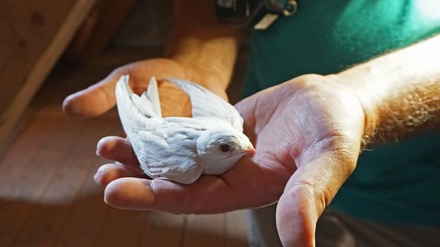 Ein Albino-Mauersegler wurde bei einer der regelmäßigen Nestkontrollen entdeckt. Ein Albino-Mauersegler wurde bei einer der regelmäßigen Nestkontrollen entdeckt.