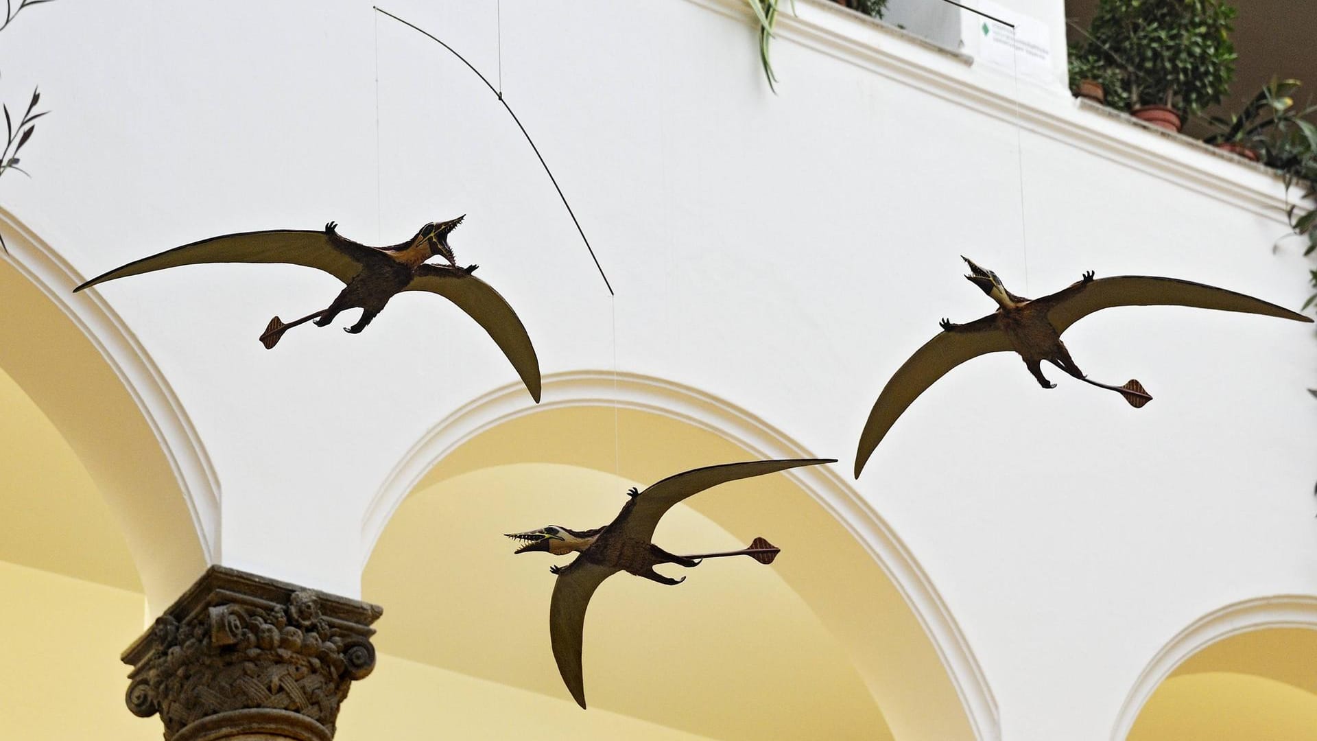Flugsaurier-Ausstellung im Paläontologisches Museum in München: Flugsaurier tauchten vor rund 225 Millionen Jahren auf, es gab sie etwa 160 Millionen Jahre lang bis zum Ende der Kreidezeit. Flugsaurier-Ausstellung im Paläontologisches Museum in München: Flugsaurier tauchten vor rund 225 Millionen Jahren auf, es gab sie etwa 160 Millionen Jahre lang bis zum Ende der Kreidezeit.