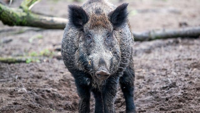 Wildschweine sollen die dänisch-deutsche Grenze künftig nicht mehr überschreiten können. Wildschweine sollen die dänisch-deutsche Grenze künftig nicht mehr überschreiten können.