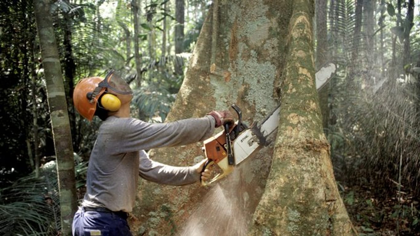 Holzfäller im brasilianischen Regenwald.