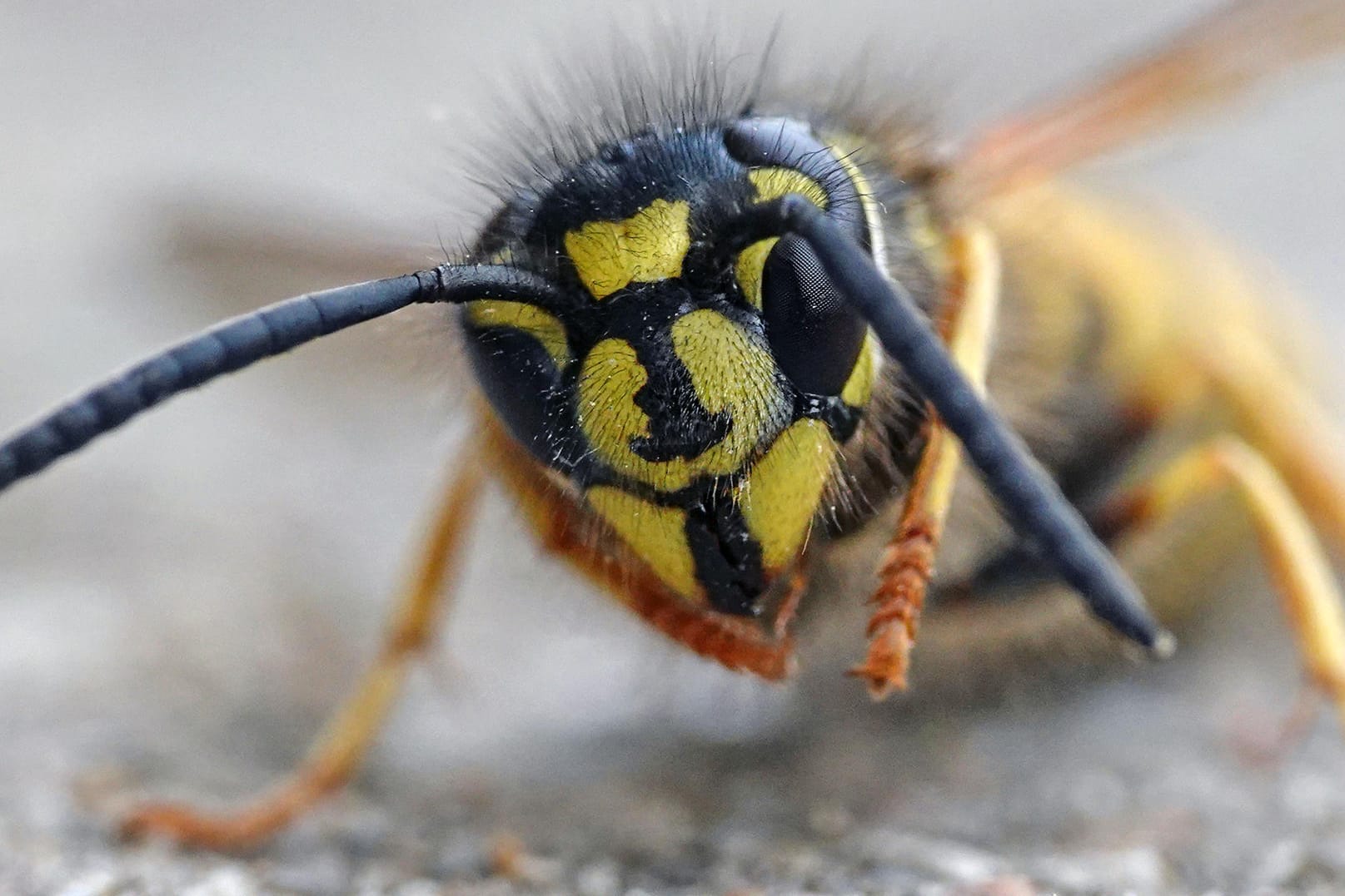 Common wasp (Vespula vulgaris)