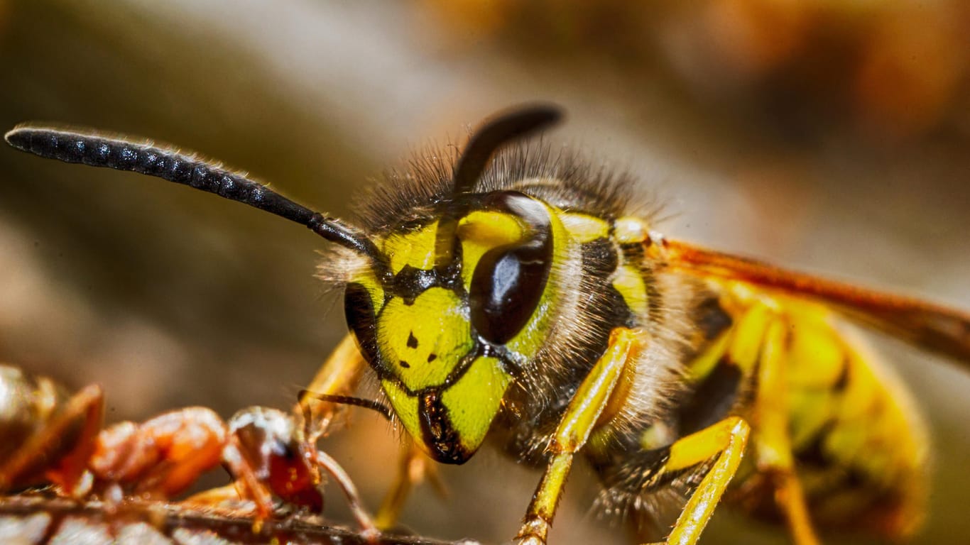 Wespe kämpft gegen Ameise