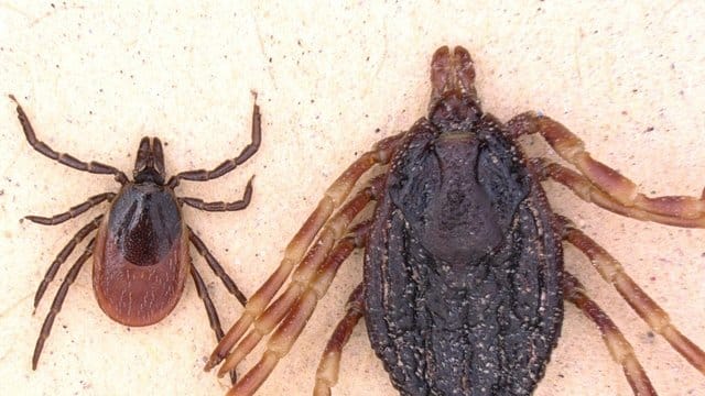 Gemeiner Holzbock und Hyalomma marginatum: Die vergleichsweise großen Hyalomma-Exemplare haben auffällig gestreifte Beine. Gemeiner Holzbock und Hyalomma marginatum: Die vergleichsweise großen Hyalomma-Exemplare haben auffällig gestreifte Beine.