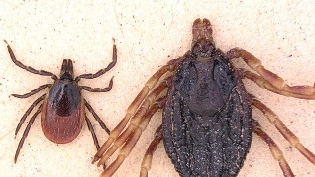 Die Zecke Hyalomma marginatum (r) ist deutlich größer als der Gemeine Holzbock (l, Ixodes ricinus) und kann Zecken-Fleckfieber auf den Menschen übertragen.