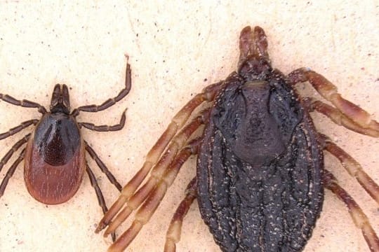 Die Zecke Hyalomma marginatum (r) ist deutlich größer als der Gemeine Holzbock (l, Ixodes ricinus) und kann Zecken-Fleckfieber auf den Menschen übertragen.