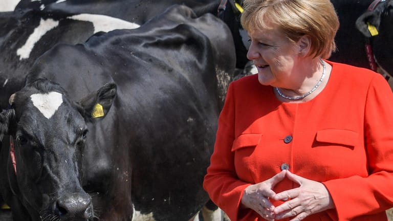 Angela Merkel neben einer Kuh auf einem Hof in Nienborstel: Über Kühe gibt es viel zu sagen.