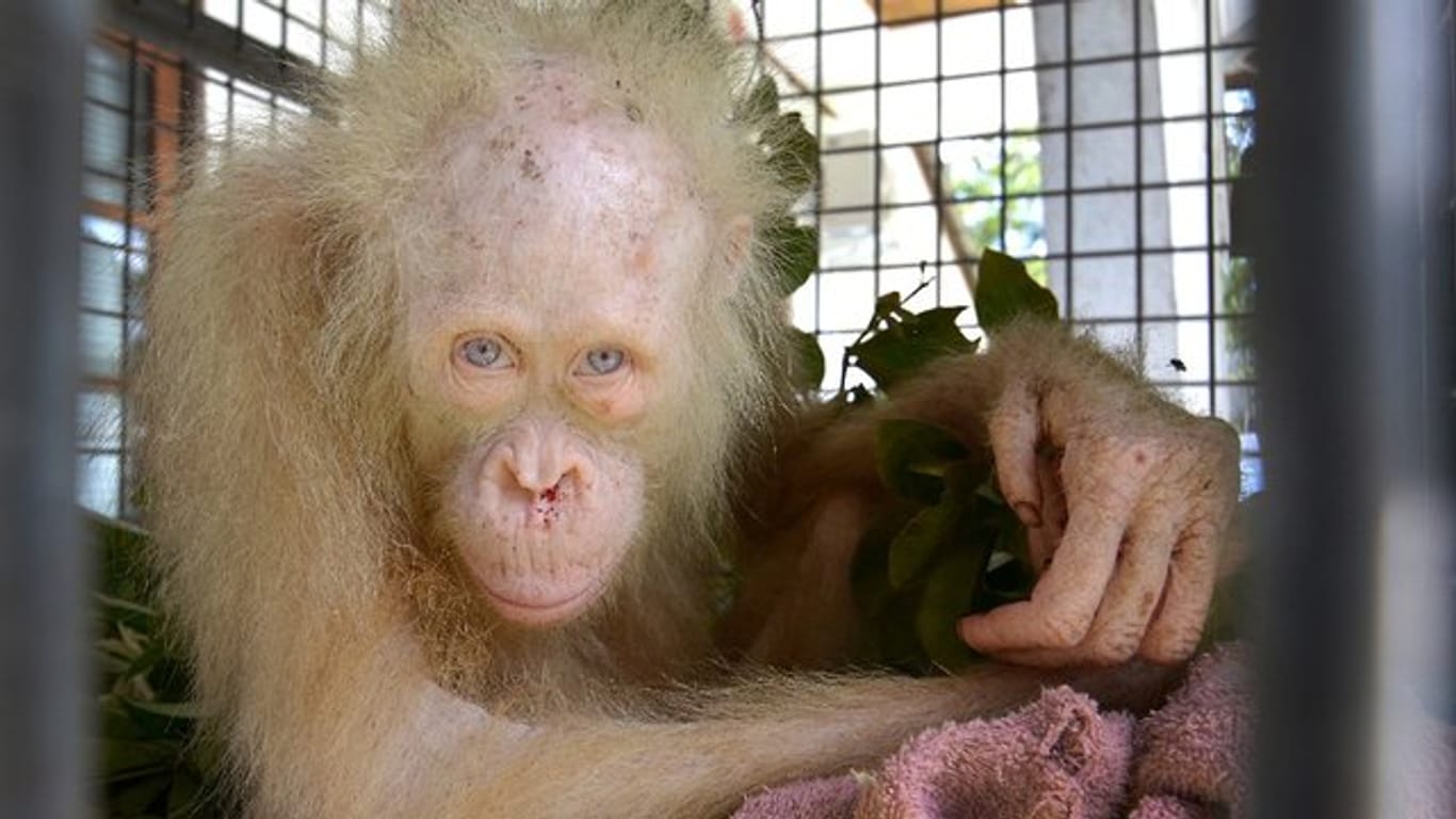 Ein Albino-Orang-Utan in einem Tierheim in Indonesien.