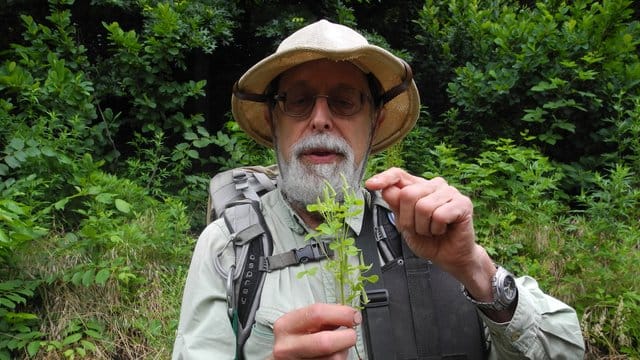 Steve Brill mit einem Strauch Sauerklee, den er im Central Park gefunden hat. Steve Brill mit einem Strauch Sauerklee, den er im Central Park gefunden hat.