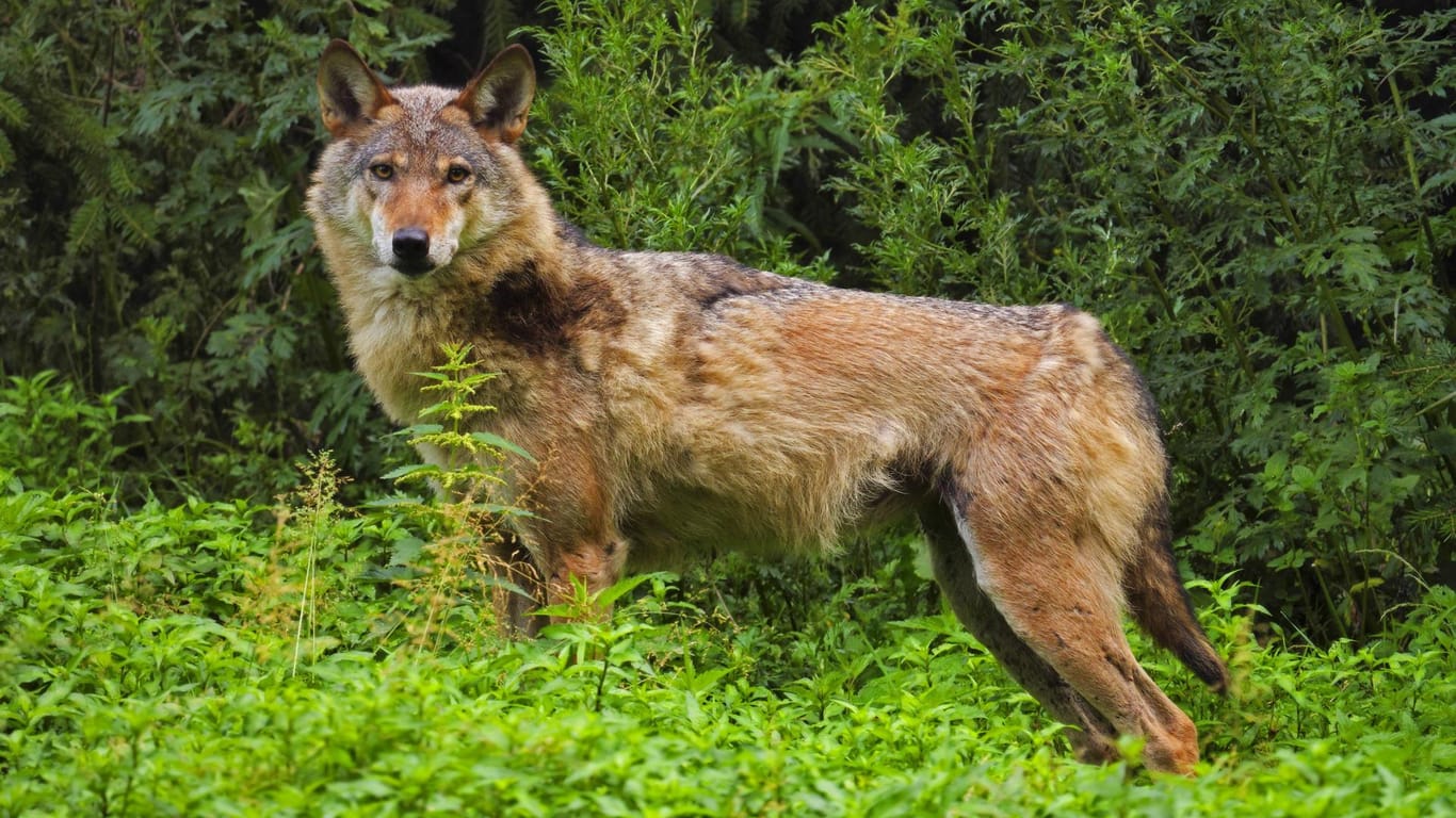 Ein Wolfsrüde steht auf einer Waldwiese im Frühjahr in Sachsen: Hier siedelte sich das Raubtier zum ersten Mal nach seiner Ausrottung in Deutschland wieder an.