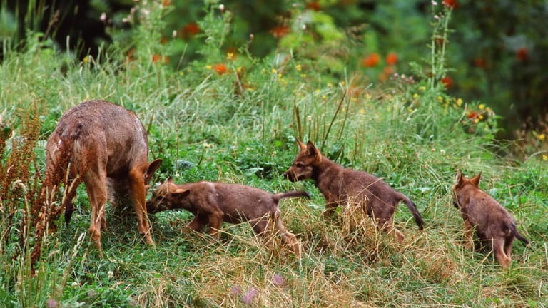 Eine Wölfin mit drei Wolfswelpen in Bayern im April: Das Bundesland geht von sechs Wölfen aus.