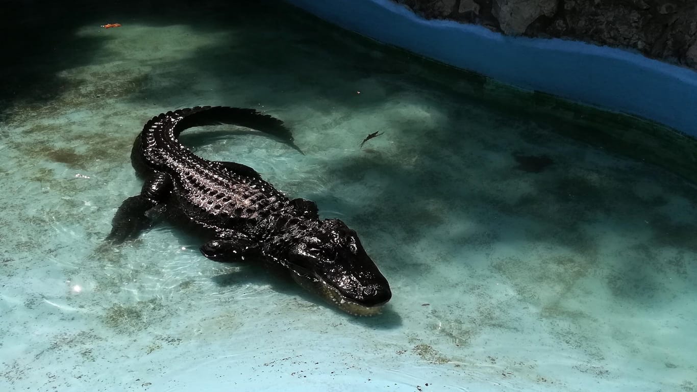 Alligator: Muja, mit mindestens 83 Jahren offiziell der älteste in Gefangenschaft lebende Mississippi-Alligator der Welt, schwimmt in seinem Gehege im Zoo.