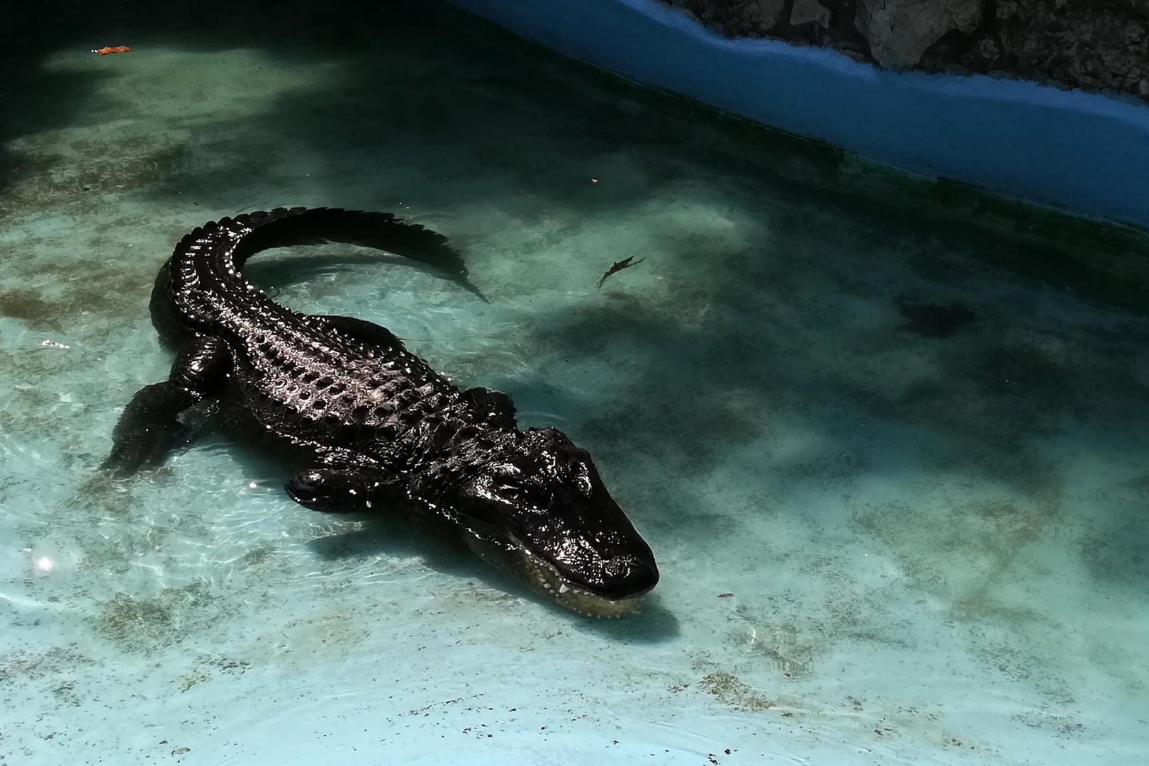 Alligator: Muja, mit mindestens 83 Jahren offiziell der älteste in Gefangenschaft lebende Mississippi-Alligator der Welt, schwimmt in seinem Gehege im Zoo.