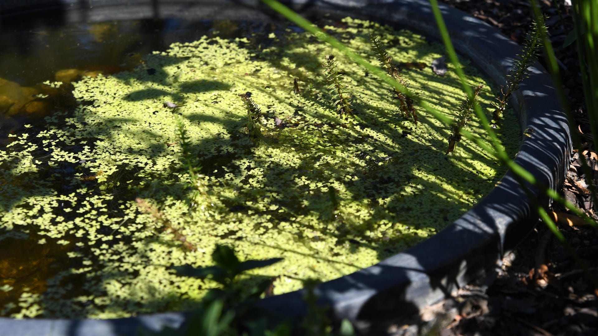 Kleiner Teich: Wasserlinsen können helfen, die Algenentwicklung auf dem Mini-Teich einzudämmen.