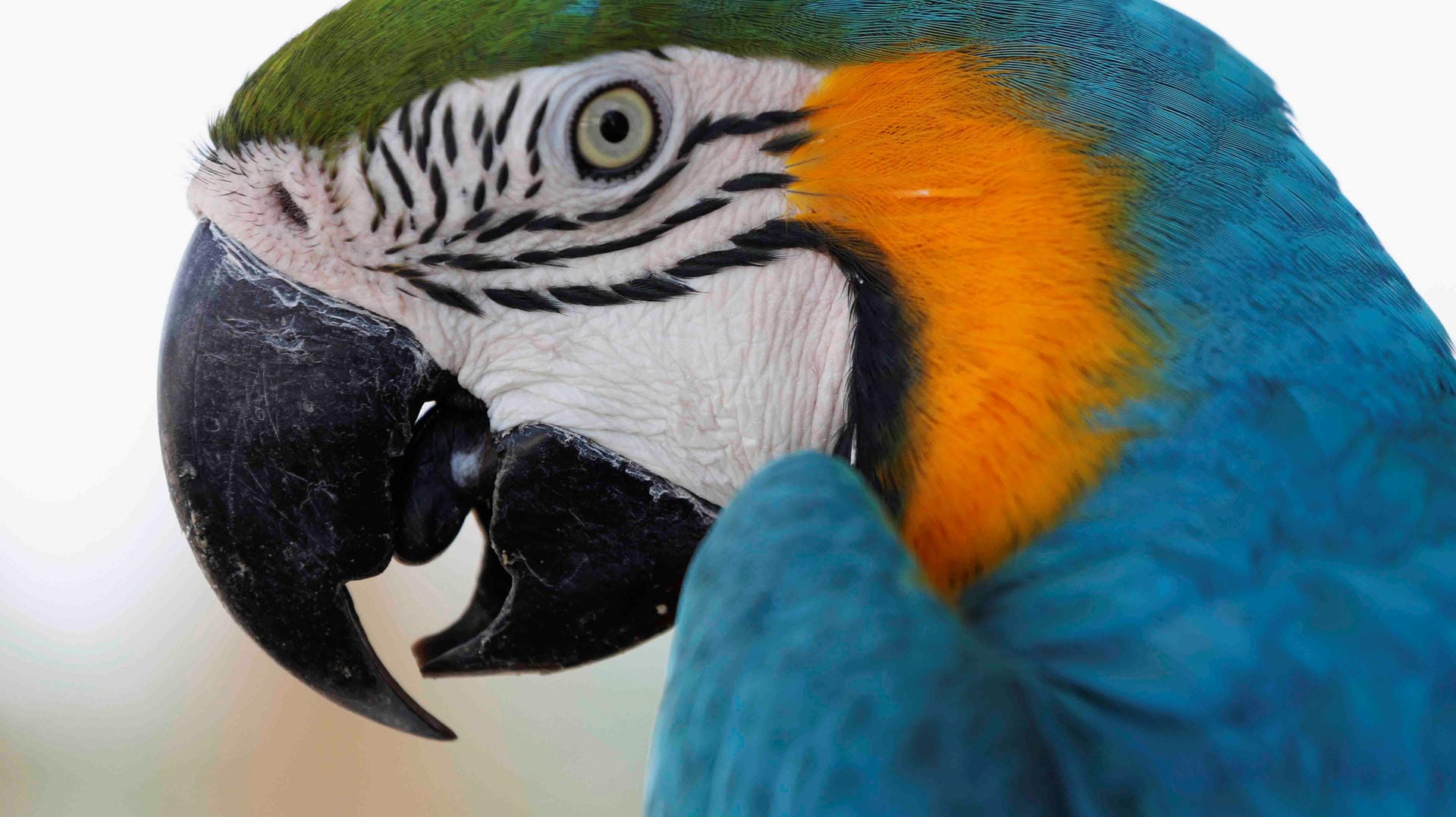 Türkis-gelber Ara: Diese Vögel können sprechen. Allerdings sagen sie nur das, was sie gelernt haben. Türkis-gelber Ara: Diese Vögel können sprechen. Allerdings sagen sie nur das, was sie gelernt haben.