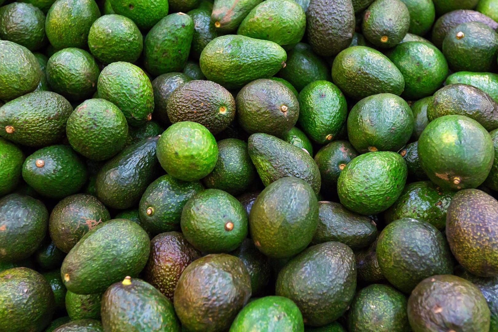 Avocados: Die Nachfrage nach der Frucht ist groß.