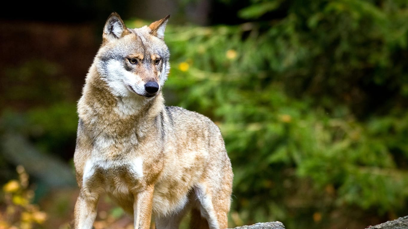 Ein Wolf im Nationalpark Bayerischer Wald: Weitere Untersuchungen sollen Auskunft über das Geschlecht und die Herkunft des Wolfes im Allgäu geben.