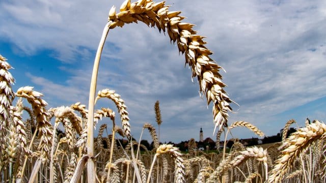 Weizen ist das Grundnahrungsmittel für mehr als ein Drittel der Weltbevölkerung und macht fast 20 Prozent der Kalorien und Proteine aus, die Menschen weltweit verbrauchen.