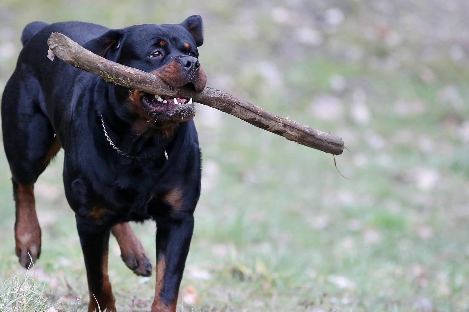 Ein Rottweiler mit einem Ast zwischen den Zähnen: Der Hund fügte dem Jungen Bisswunden zu. Der Zehnjährige musste anschließend im Krankenhaus behandelt werden.