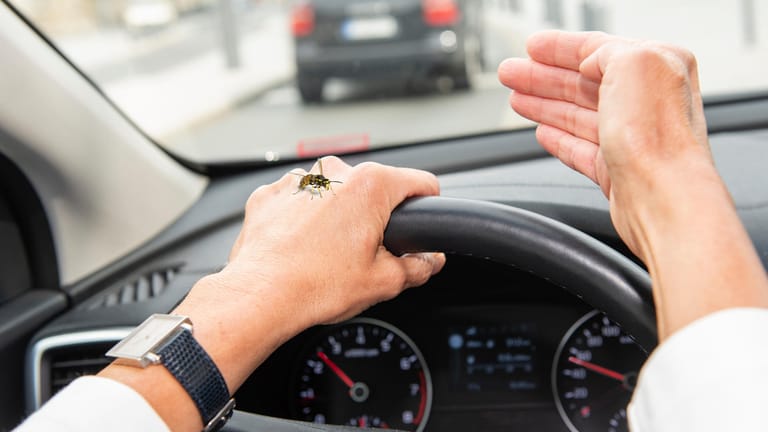Wespe im Auto: Schnell kann sie zu Panikreaktionen führen. Wenn dabei ein Schaden entsteht, muss ihn die Versicherung übernehmen.