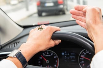 Wespe im Auto: Schnell kann sie zu Panikreaktionen führen. Wenn dabei ein Schaden entsteht, muss ihn die Versicherung übernehmen.