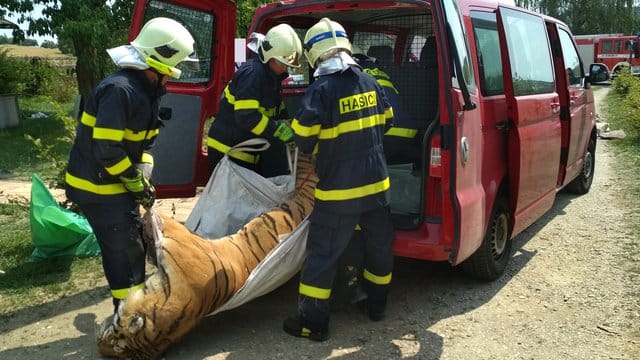 Ein bei einer Razzia nahe Prag sichergestellter toter Tiger wird von Feuerwehrleuten abtransportiert. Ein bei einer Razzia nahe Prag sichergestellter toter Tiger wird von Feuerwehrleuten abtransportiert.