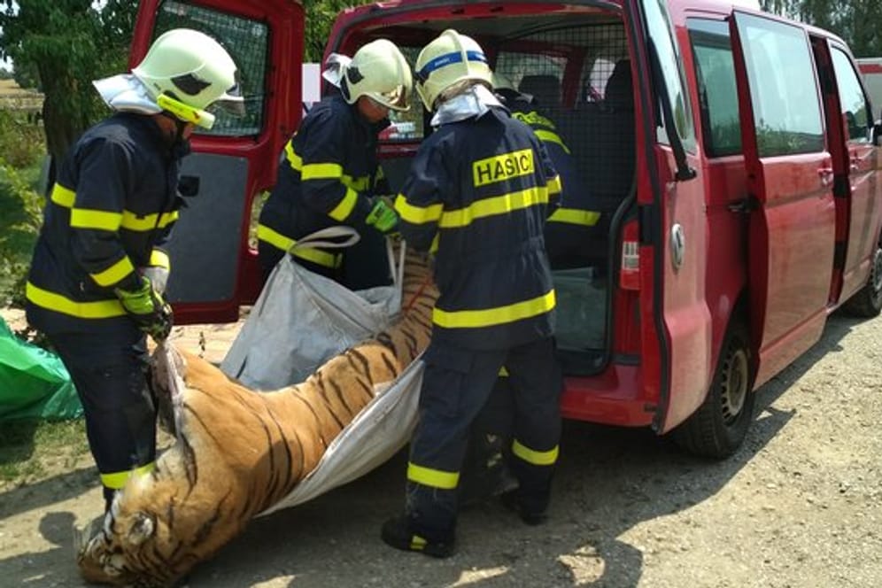 Ein bei einer Razzia nahe Prag sichergestellter toter Tiger wird von Feuerwehrleuten abtransportiert.