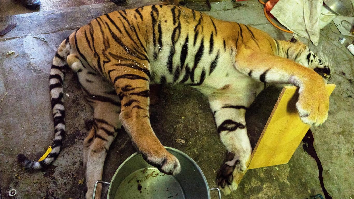 Ein toter Tiger wird bei einer Razzia gefunden: In Tschechien werden dubiose Geschäfte mit Raubtieren gemacht.