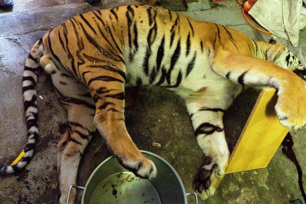 Ein toter Tiger wird bei einer Razzia gefunden: In Tschechien werden dubiose Geschäfte mit Raubtieren gemacht.